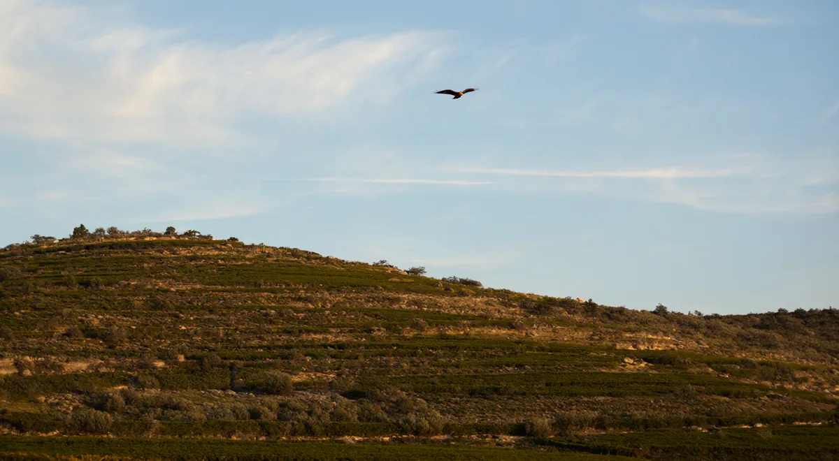 img-46s